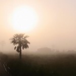 Goya Toledo. Nordeste